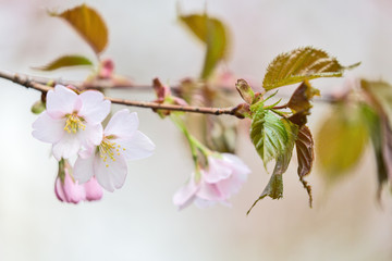 light pink plum flowers on branch
