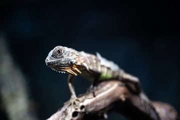 Green lizard long tail standing on a piece of wood dof sharp focus space for text macro reptile jungle aquarium home pet