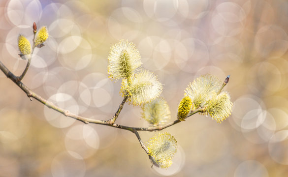 goat willow blossoming branch on light brown background