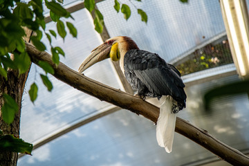 Hornbill
