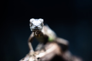 Green lizard long tail standing on a piece of wood dof sharp focus space for text macro reptile jungle aquarium home pet
