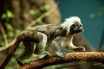 Cotton-top tamarin