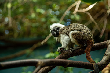 Cotton-top tamarin