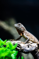 Green lizard long tail standing on a piece of wood dof sharp focus space for text macro reptile jungle aquarium home pet