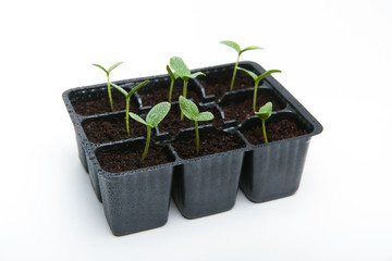 green shoots of plants in a set of  boxes on a white background