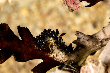 The most beautiful underwater snails of the Indian and Pacific Ocean