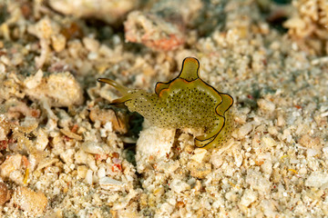 The most beautiful underwater snails of the Indian and Pacific Ocean