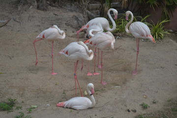 A flock of storks are sleeping