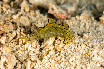 The most beautiful underwater snails of the Indian and Pacific Ocean