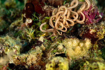 The most beautiful underwater snails of the Indian and Pacific Ocean