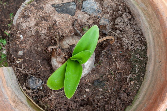 Top view of young plant hippeastrum or amaryllis flower growing in brown broken pot in the garden.