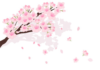 Obraz na płótnie Canvas 桜の花イラスト素材