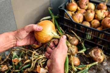  Harvesting onions and peeling on storage.