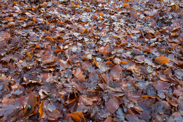  Wet brown fallen leaves in autumn