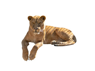lioness isolated on a white - obrazy, fototapety, plakaty