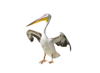 Pelican isolated on a white