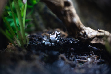 Blue and black poison dart frog Dendrobates auratus dof sharp focus space for text macro reptile jungle aquarium home pet cute