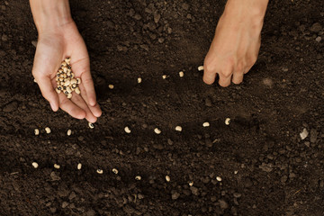 Hand sowing seeds to losing soil at home backyard vegetable garden. top view
