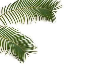 Tropical leaf palm tree ( Cycas revoluta ) on a white background. Top view, flat lay