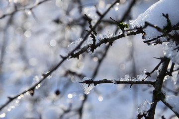 Cristall winter