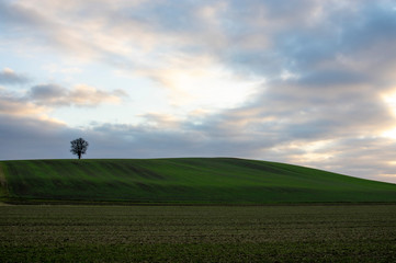 sunset over green field with solitary tee