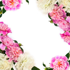 Frame of pink and white peonies on a white background with space for text. Top view, flat lay