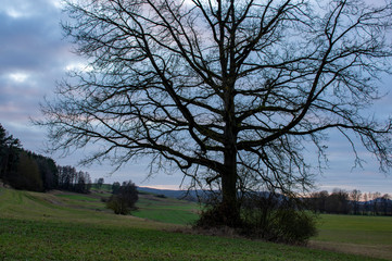 solitary oak tree in autumn 