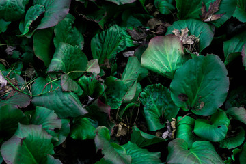 Green Garden Leaves Nature