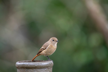 Daurian Redstart in Tai Po Kau Nature Trail, Hong Kong (Formal Name: Phoenicurus auroreus), Female