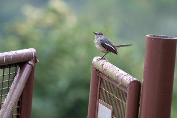 Oriental Magpie Robin (Formal Name: Copsychus saularis) in Tai Po Kau Nature Trail, Hong Kong.