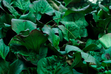 Green Garden Leaves Nature