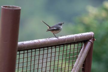Oriental Magpie Robin (Formal Name: Copsychus saularis) in Tai Po Kau Nature Trail, Hong Kong.