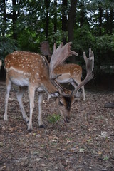 Deers