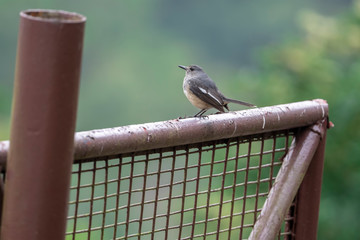 Oriental Magpie Robin (Formal Name: Copsychus saularis) in Tai Po Kau Nature Trail, Hong Kong.
