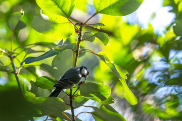Great Tit (Formal Name: Parus major) in Tai Po Kau Nature Trail, Hong Kong