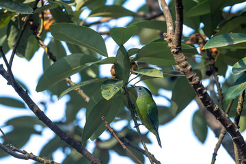 Orange-bellied Leafbird in Tai Po Kau Nature Trail, Hong Kong (Formal Name: Chloropsis hardwickii), Female