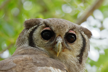 Verreaux eagle-owl close up face portrait