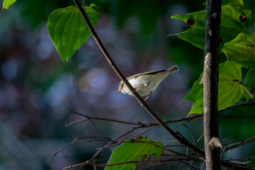 Yellow-browed Warbler (Formal Name: Phylloscopus inornatus) in Tai Po Kau Nature Trail, Hong Kong.