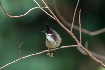 Red-whiskered Bulbul (Formal Name: Pycnonotus jocosus) in Tai Po Kau Nature Trail, Hong Kong