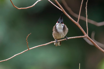 Red-whiskered Bulbul (Formal Name: Pycnonotus jocosus) in Tai Po Kau Nature Trail, Hong Kong