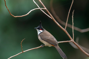 Red-whiskered Bulbul (Formal Name: Pycnonotus jocosus) in Tai Po Kau Nature Trail, Hong Kong