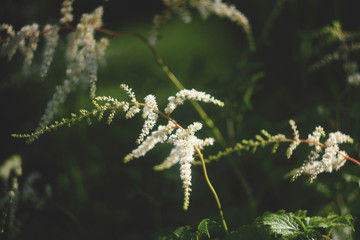 plant astilbe white color. summer garden. beautiful blur background