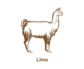 Vector of Realistic llama hand drawn design eps   format, suitable for your design needs, logo, illustration, animation, etc.
