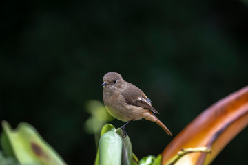 Daurian Redstart in Tai Po Kau Nature Trail, Hong Kong (Formal Name: Phoenicurus auroreus), Female