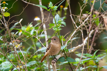 Daurian Redstart in Tai Po Kau Nature Trail, Hong Kong (Formal Name: Phoenicurus auroreus), Female