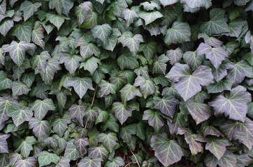 Brick wall covered with green ivy