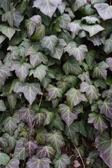 Fototapeta premium Brick wall covered with green ivy