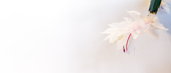 Blooming zygocactus flower on a white background. Horizontal shot. Concept - holiday card, congratulation. Copy space