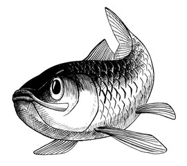 herring, vintage black ink hand drawn illustration