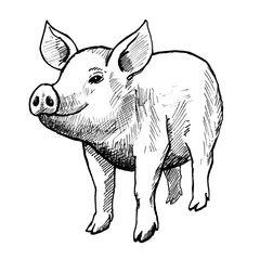 Fotobehang pig, vintage black ink hand drawn illustration © dmitry375